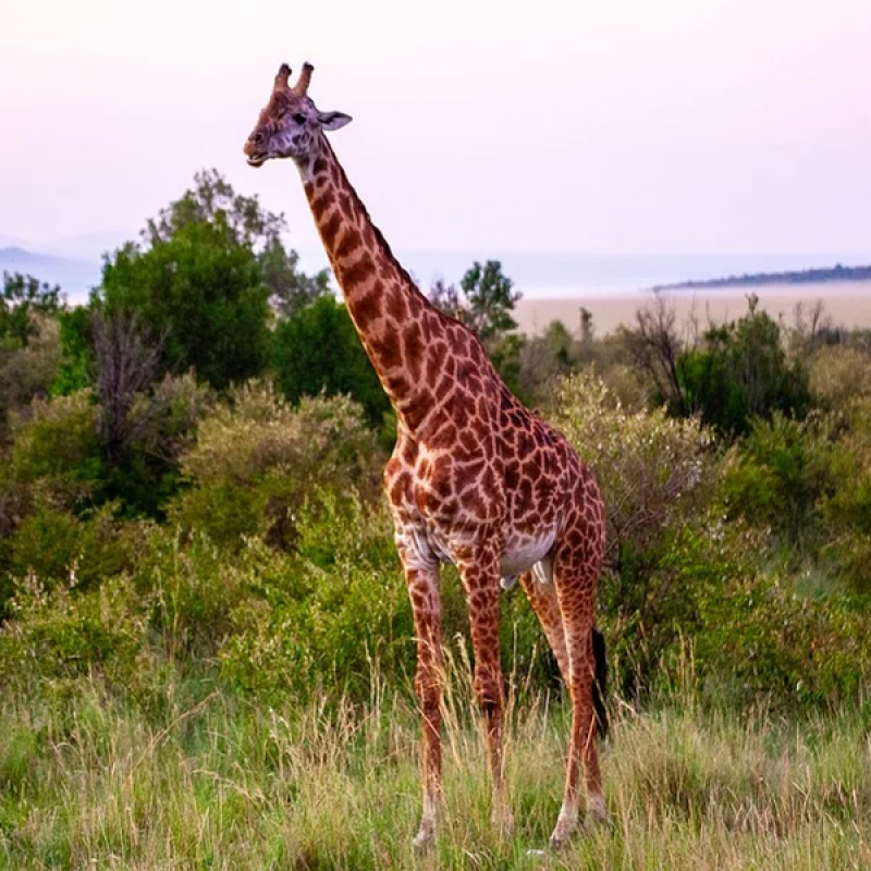 Partir seul pour explorer l'Afrique: des conseils utiles
