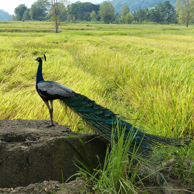 Se rendre au Sri Lanka : pourquoi est-ce intéressant ?
