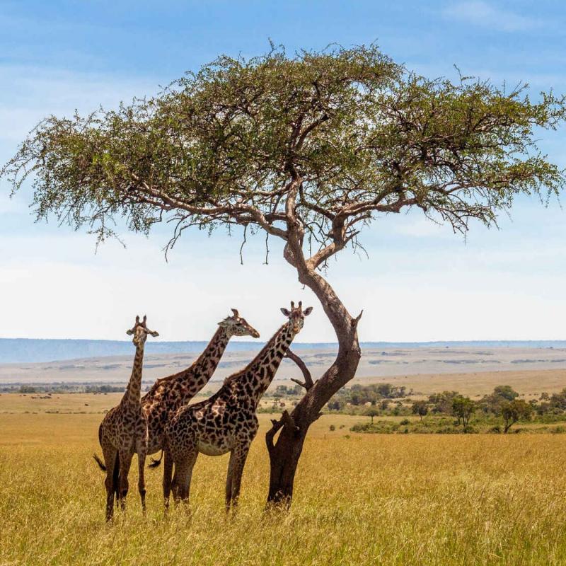 Voyage Responsable en Afrique : 5 Gestes Ecologiques à Adopter