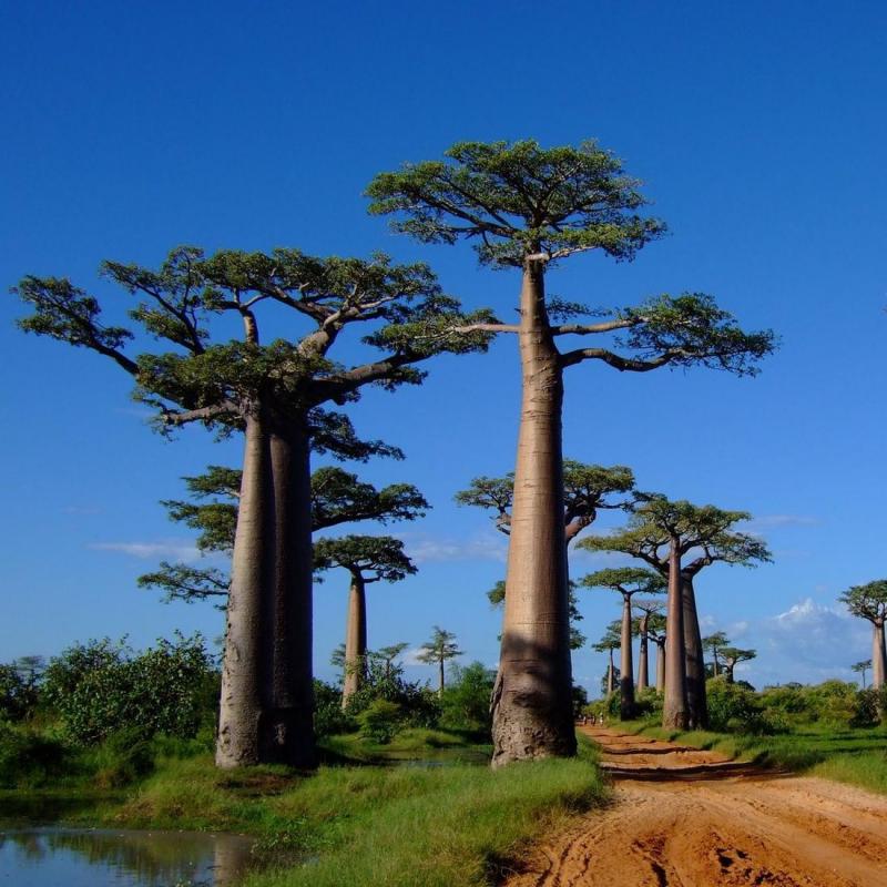 Voyage à Madagascar : quelles activités à faire à Diégo-Suarez ?
